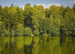 Odbicie lasu w jeziorze