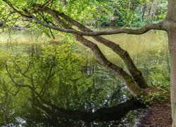 Odbicie pochyłego drzewa w leśnym jeziorze