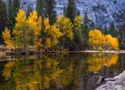 Odbicie pożółkłych drzew w rzece Merced River