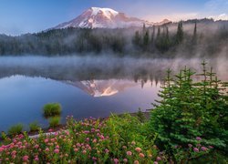 Park Narodowy Mount Rainier, Góry, Stratowulkan Mount Rainier, Drzewa, Kwiaty, Jezioro, Odbicie, Mgła, Stan Waszyngton, Stany Zjednoczone