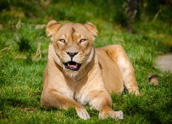 Odpoczywająca lwica na trawie