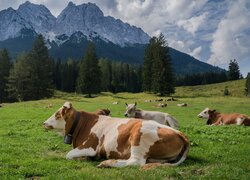 Odpoczywające krowy na pastwisku