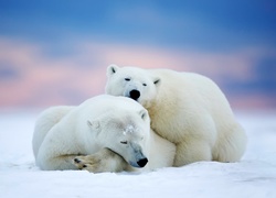 Odpoczywające niedźwiedzie polarne