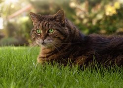 Odpoczywający kot na trawie
