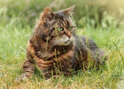 Odpoczywający na trawie bury zielonooki kot