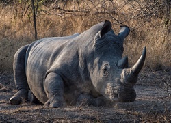 Odpoczywający nosorożec