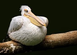 Odpoczywający pelikan