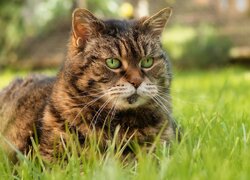 Odpoczywający szaro-bury kot w trawie