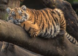 Odpoczywający tygrys na konarze