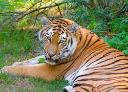Odpoczywający tygrys syberyjski