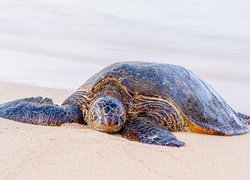 Odpoczywający żółw na piasku