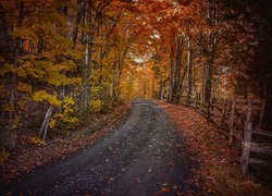 Odgrodzona droga w jesiennym lesie