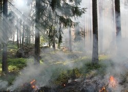 Ogień w lesie