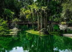 Ogród botaniczny Cedar Lakes Woods and Gardens, Ogród, Staw, Palmy, Mostek, Stan Floryda, Stany Zjednoczone