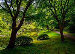 Park, Ogród, Nitobe Memorial Garden, Drzewa, Krzewy, Trawa, Ścieżka, Staw, Kamienie, Mostek, West Point Grey, Vancouver, Kanada