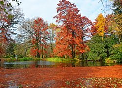 Węgry, Miasto Segedyn, Ogród Botaniczny Szeged, Park, Staw, Jesień, Drzewa