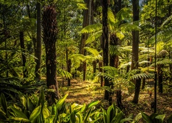 Ogród botaniczny w australijskim Melbourne