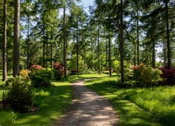 Ogród dendrologiczny Westonbirt Arboretum pod Tetbury w Anglii