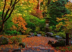 Ogród japoński, Drzewa, Krzewy, Jesień, Portland Japanese Garden, Portland, Oregon, Stany Zjednoczone