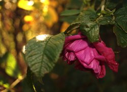 Ogrodowa róża z liśćmi