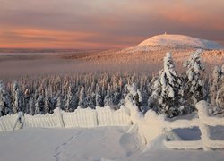 Ogrodzenie i drzewa w górach przysypane śniegiem