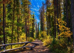 Kanada, Alberta, Park Narodowy Jasper, Las, Drzewa, Ogrodzenie