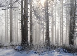 Ogrodzenie w zaśnieżonym lesie