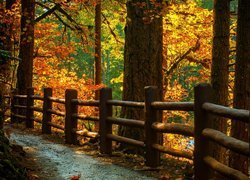 Jesień, Las, Ścieżka, Ogrodzenie