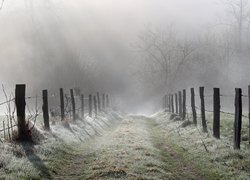 Droga, Oszroniona, Trawa, Ogrodzenie, Drzewa, Mgła