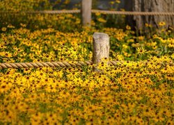 Kwiaty, Rudbekia, Ogrodzenie, Sznur