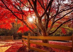 Drzewo, Czerwone, Liście, Promienie słońca, Ogrodzenie, Jesień