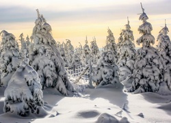 Ogrodzone świerki pokryte śniegiem