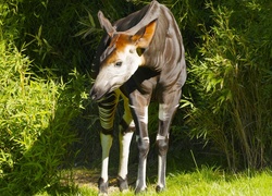 Okapi leśne wśród krzewów