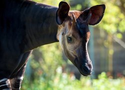 Okapi, Głowa