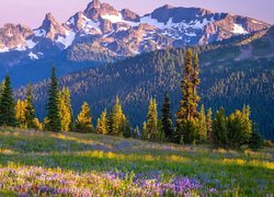 Okwiecona łąka na tle stratowulkanu Mount Rainier