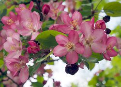 Okwiecona różowymi kwiatami gałązka jabłoni