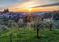 Czechy, Praga, Drzewa, Wschód słońca, Wiosna