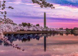 Zbiornik, Jezioro, Tidal Basin, Okwiecone, Drzewa, Wiosna, Obelisk, Pomnik Waszyngtona, Park National Mall, Waszyngton, Stany Zjednoczone