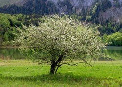 Wiosna, Łąka, Okwiecone, Drzewo, Rzeka, Góry