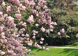 Gałązki, Różowe, Kwiaty, Magnolia