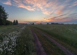 Łąki, Wschód słońca, Droga, Drzewa