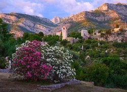 Krzew, Kwiaty, Góry, Wzgórza, Twierdza Stary Bar, Stari Bar, Czarnogóra