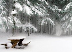 Ośnieżona ławka piknikowa pod drzewami w lesie iglastym