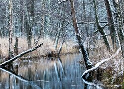 Ośnieżone drzewa i trawy na brzegu leśnej rzeki