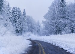 Zima, Droga, Śnieg, Zaśnieżone, Drzewa, Las
