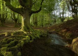 Omszałe drzewa i rzeczka w hiszpańskim Parku Narodowym Gorbea