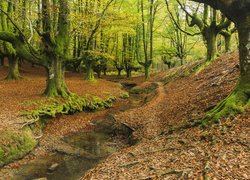 Hiszpania, Otzarreta Beech, Las państwowy, Drzewa, Potok, Kraj Basków, Park Narodowy Gorbea