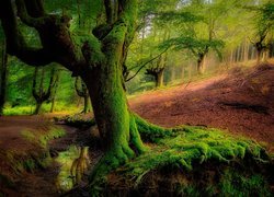 Hiszpania, Kraj Basków, Park Narodowy Gorbea, Las Otzarreta, Omszałe, Drzewa, Strumyk