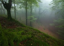 Omszałe drzewo na wzgórzu w zamglonym lesie liśiastym