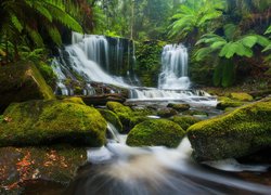 Omszałe głazy i paprocie przy wodospadzie Horseshoe Falls w Parku Narodowym Mount Field w Tasmanii